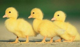 五哥爆料大鹅视频,大鹅视频背后的惊人真相